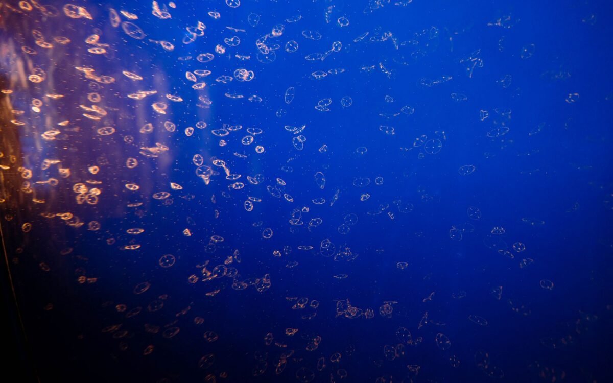 Bolhas criando um padrão abstrato contra um fundo azul vibrante subaquático