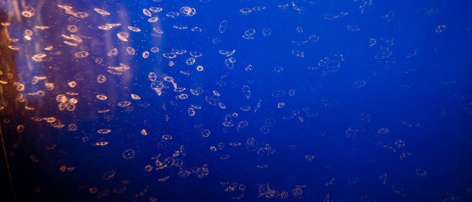 Bolhas criando um padrão abstrato contra um fundo azul vibrante subaquático