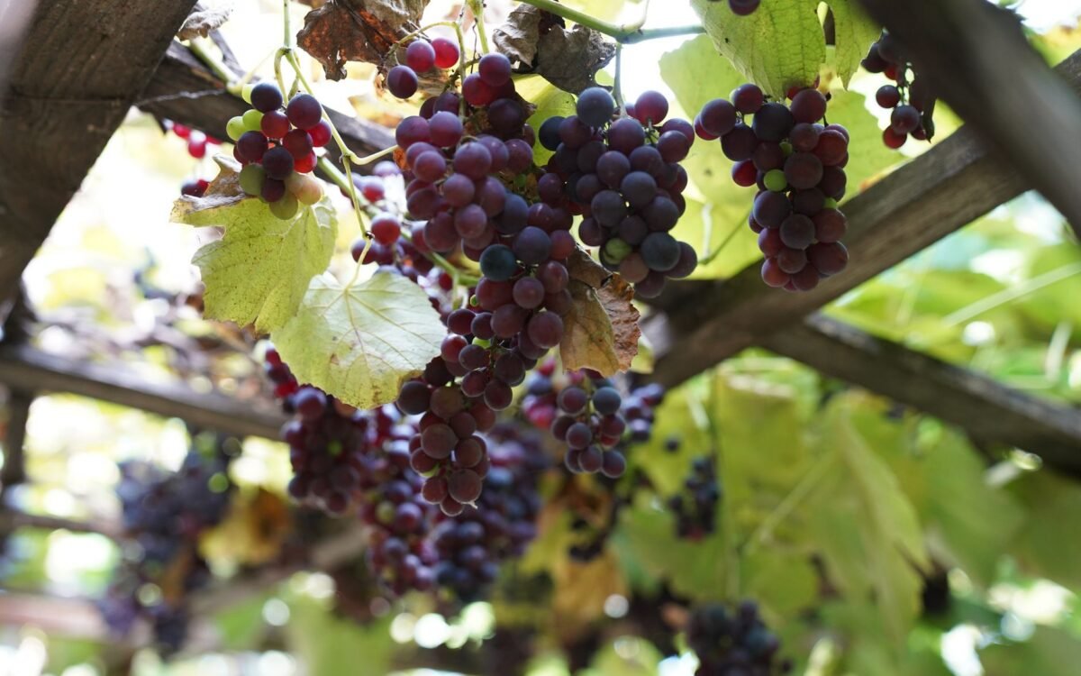 Cachos de uvas maduras pendem em uma treliça de vinhedo, banhados pela luz natural do sol